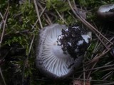 Hygrophorus marzuolus image