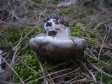 Hygrophorus marzuolus image