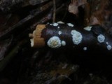 Basidioradulum radula image