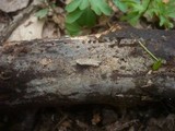 Amyloxenasma allantosporum image