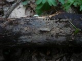 Amyloxenasma allantosporum image