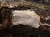 Scytinostroma portentosum image