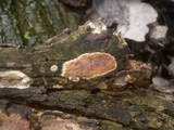 Scytinostroma portentosum image