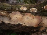 Scytinostroma portentosum image
