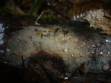 Tomentellopsis pusilla image