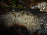 Tomentellopsis pusilla image