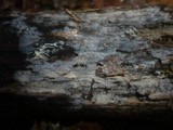 Tulasnella eichleriana image