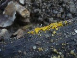 Dacrymyces capitatus image
