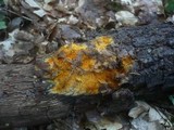 Hypomyces aurantius image