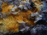 Hypomyces aurantius image