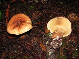 Cortinarius superbus image