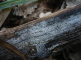 Sistotremastrum niveocremeum image