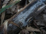 Sistotremastrum niveocremeum image