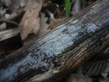 Sistotremastrum niveocremeum image