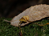Mycena aurantiomarginata image