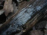 Sistotremastrum niveocremeum image