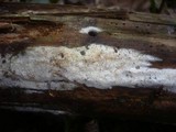 Sidera lenis image