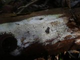 Sidera lenis image