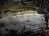 Sidera lenis image
