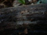 Xenasma pruinosum image