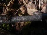 Amphiporthe hranicensis image