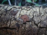 Hypoxylon fraxinophilum image