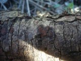 Hypoxylon fraxinophilum image