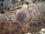 Hypoxylon fraxinophilum image