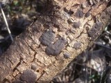 Biscogniauxia capnodes image