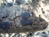 Hypoxylon fraxinophilum image