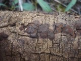 Hypoxylon fraxinophilum image