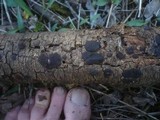 Hypoxylon fraxinophilum image