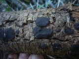Hypoxylon fraxinophilum image