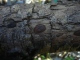 Hypoxylon fraxinophilum image