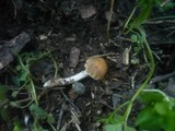 Psathyrella fatua image