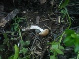 Psathyrella fatua image