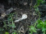 Psathyrella fatua image