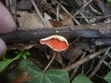 Sarcoscypha jurana image