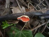 Sarcoscypha jurana image