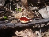 Sarcoscypha jurana image