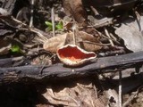 Sarcoscypha jurana image