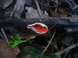 Sarcoscypha jurana image