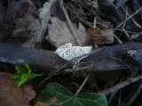 Sarcoscypha jurana image