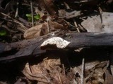 Sarcoscypha jurana image