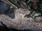 Steccherinum ochraceum image