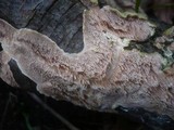 Steccherinum ochraceum image