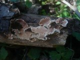 Steccherinum ochraceum image
