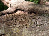 Physarum polycephalum image