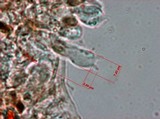 Pholiotina smithii image