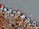 Pholiotina smithii image
